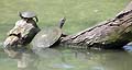Guy Fanguy - Artist - Animals - Louisiana - Native Animals (1).jpg Size: 42279 - 1